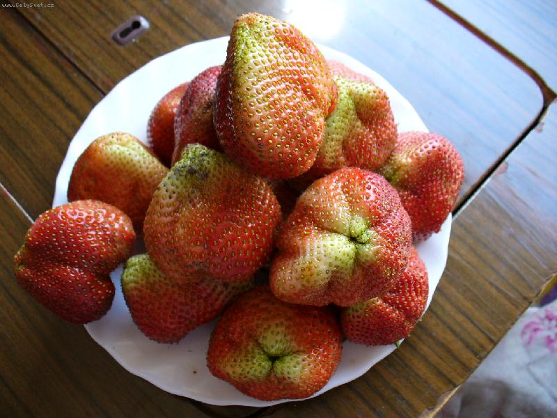 Foto: ob�� jahoda gigantela-jahody v��c� a� 15 dkg