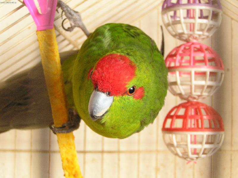 Foto: Lorinka-Kakariki rudo�el�