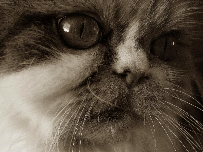 Foto: Sle�na-Beru�ka von Ko�kohr�tky