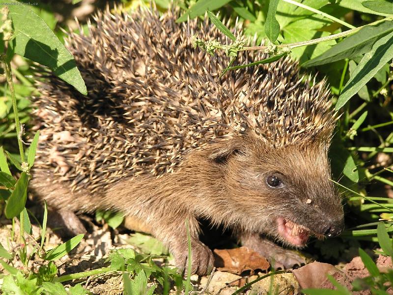 Foto: je�ek-to je ba�ta ....