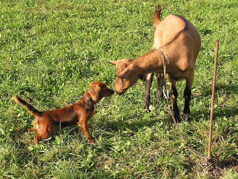 Foto: kamar�di-d� mi pusu?