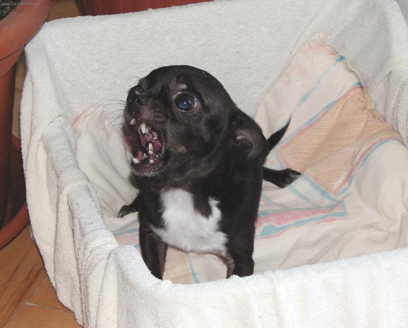 Foto: Jackson-3 ro�n� pes