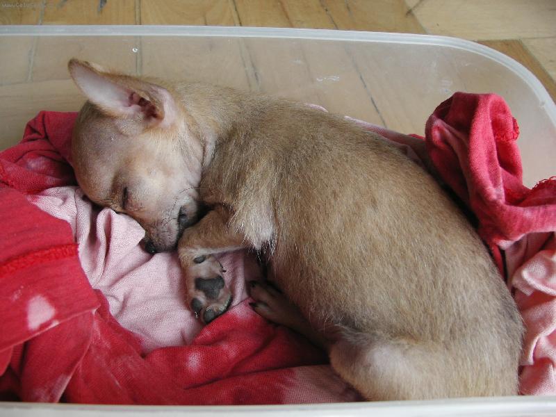 Foto: Honey-6 mesa�n� pes