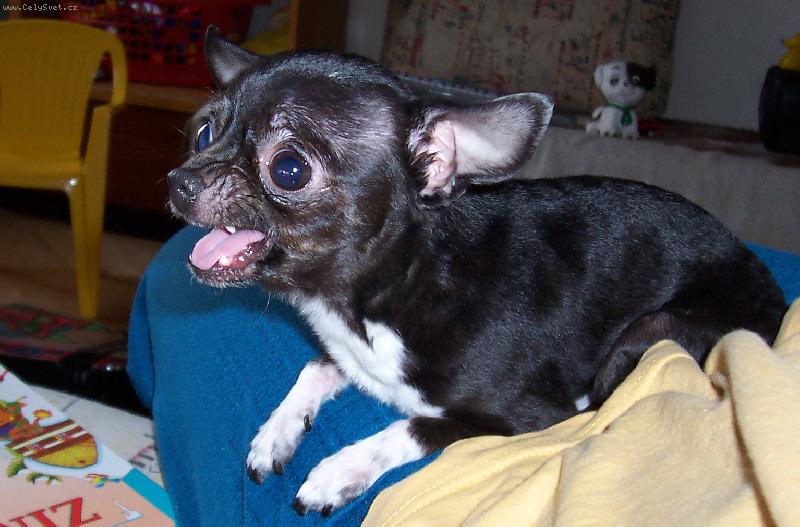 Foto: Jackson-3 ro�n� pes