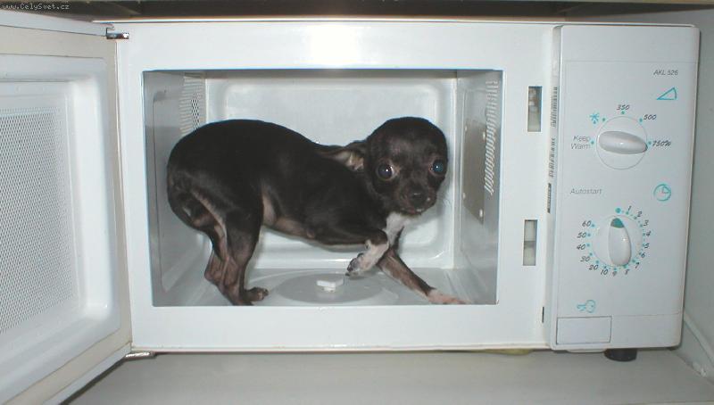 Foto: Jackson-3 ro�n� pes