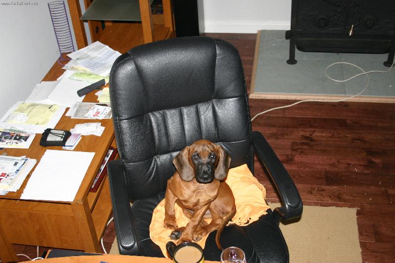 Foto: Sasa v "ofisu"