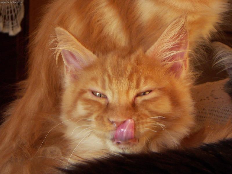 Foto: ...furt bysem n�co jed�...-Kot� MCO Engin By My Side*CZp�em��l� nad smyslem �ivota....a na�el ho!!!