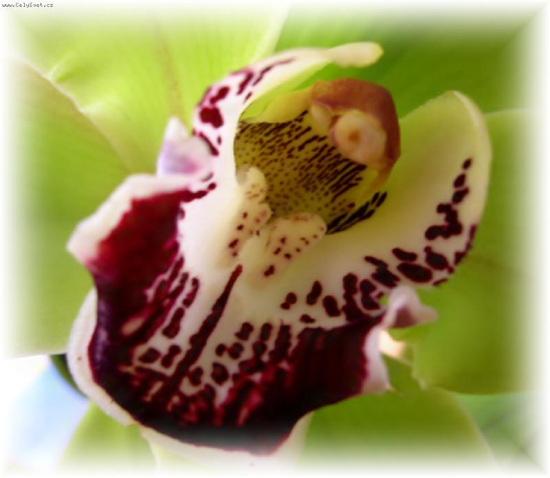 Foto: Jen ta orchidej . . .