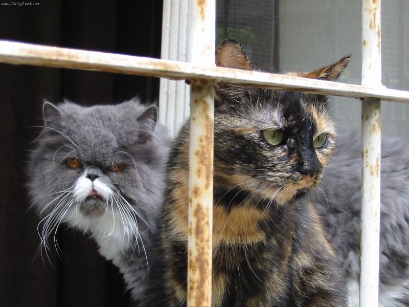 Foto: Bo�ena a kocourek-nej kamar�di..a kr�sn�