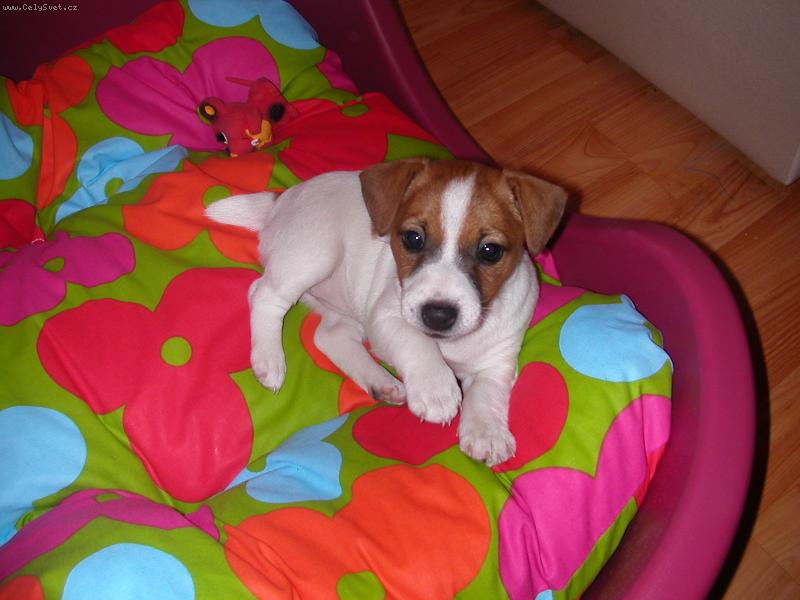 Foto: Mia poprv� doma-Ve sv�m pel�ku