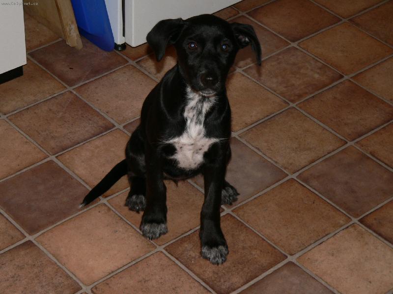 Foto: Ice tea-Moje 3.m�s��n� k��enka labradora s oha�em Ice tea =)