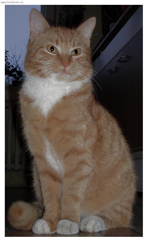 Foto: N� model-N� kocour takhle sed�l nehybn� asi minutu, pak u� ho to asi omrzelo. :-)