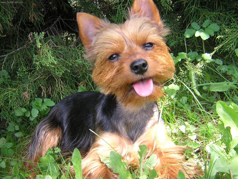 Foto: Rusavsk� odysea-Jedn� se o momentku m�ho psa, zachycenou v chatov� oblasti na Rusav�.