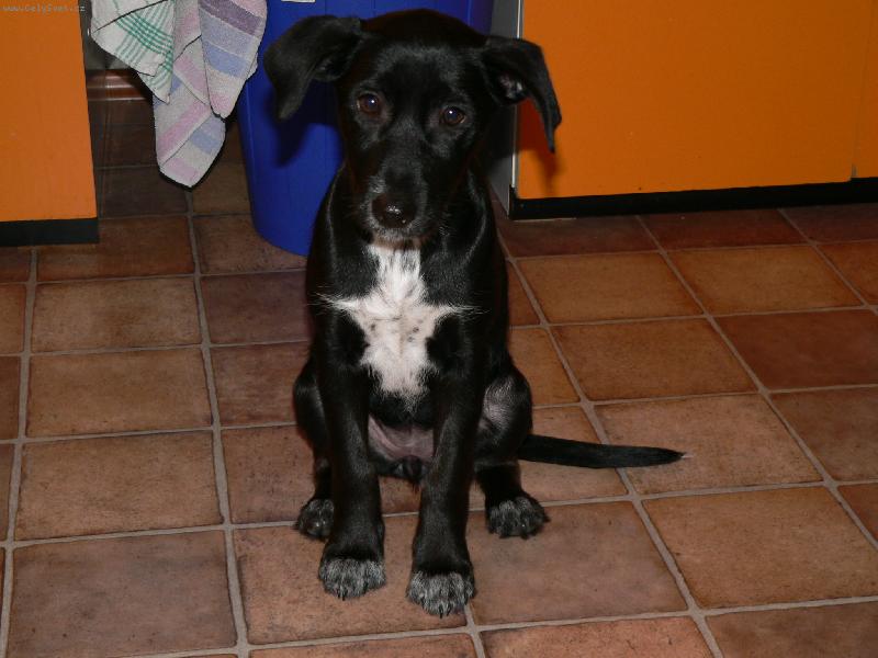 Foto: Ice tea-Moje 3.m�s��n� k��enka labradora s oha�em Ice tea =)