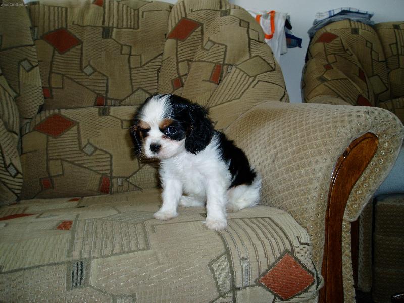 Foto: Oskar-Takhle um�m p�zovat