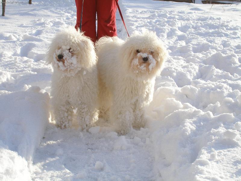 Foto: Na�e fenky na sn�hu-To nen� f�r, ten sn�ek je v�c b�l� ne� my!