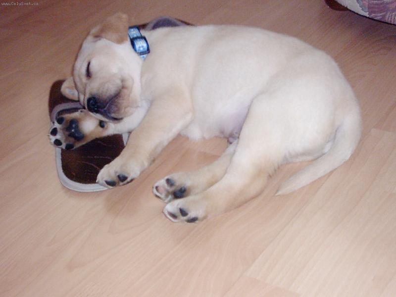 Foto: Sladk� sp�nek-pantofle m�sto pol�t��ku,no a?