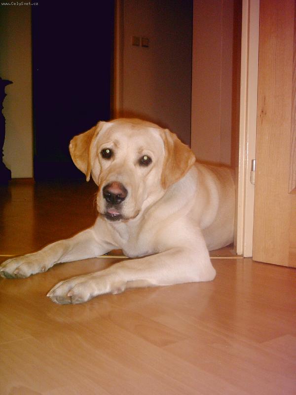 Foto: le��m-a po proch�zce jsem r�d, �e le��m