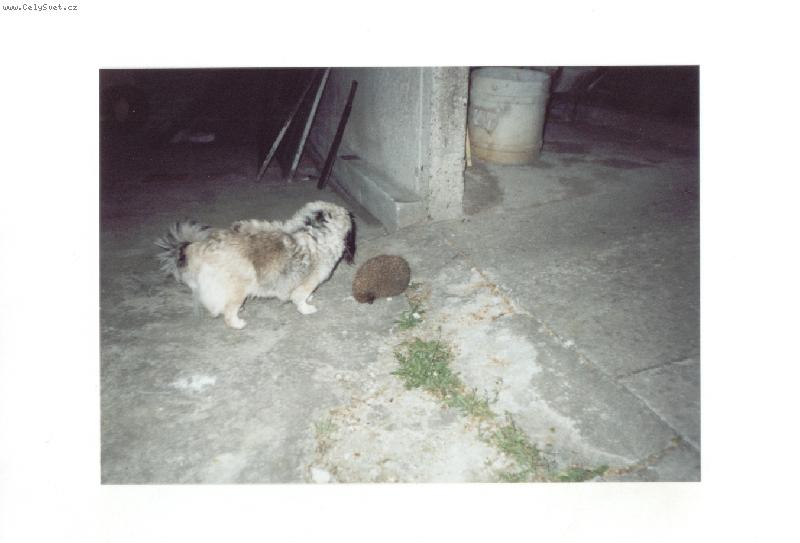 Foto: Nel�a s je�kem-Co to je ???