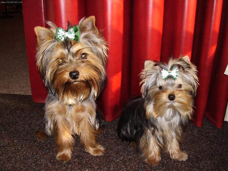 Foto: Jolly a Lenny-k�mo�i