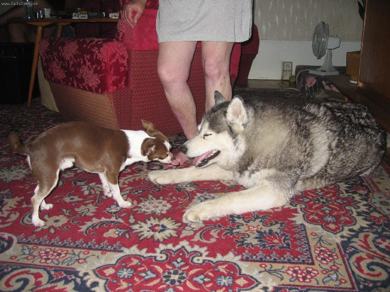 Foto: Ja s kamaradem-nasa fenka Aina so svojim svedskym kamosom Spokom