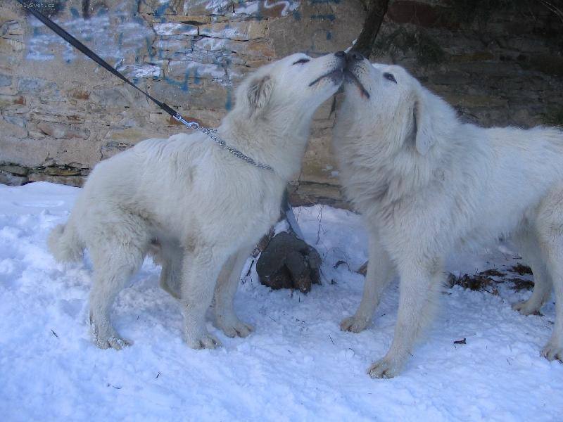 Foto: to se m�me,ale r�di-Cyril z Borov�ho Hr�dku a Engel z Oppida Lughtwine