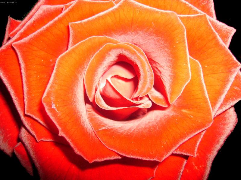 Foto: �erven� jsou nejhez��-�erven� r��e