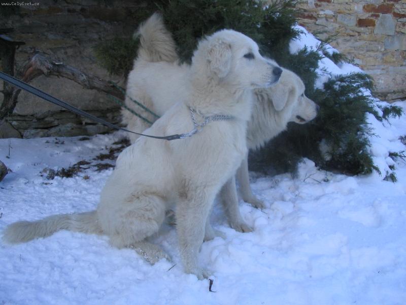 Foto: Cyril z Borov�ho Hr�dku