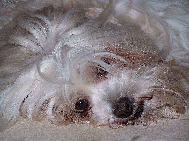 Foto: Chlupy sem, chlupy tam, co j� s nimi ud�l�m?!-N� mazl��ek Max��ek :)