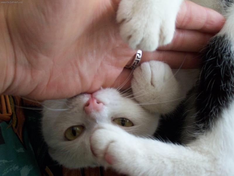 Foto: �avlozub� ko�i�ka moc r�da zakousne si mas��ka ...-Mikinka alias "B�l� Tes�k" si moc r�da hraje! ... J� nikoliv.