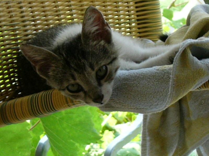 Foto: Neru�it-�eck� ko�i�ka