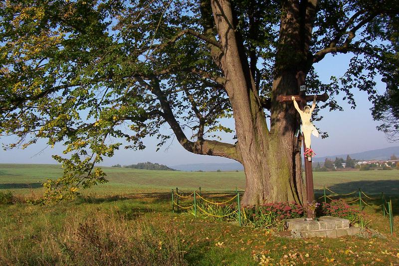 Foto: Dub kr�lovny Johanky