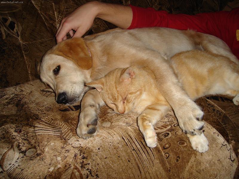 Foto: m�j kamar�d Pi�kot-odpoledn� odpo�inek s kocourem na gau�i