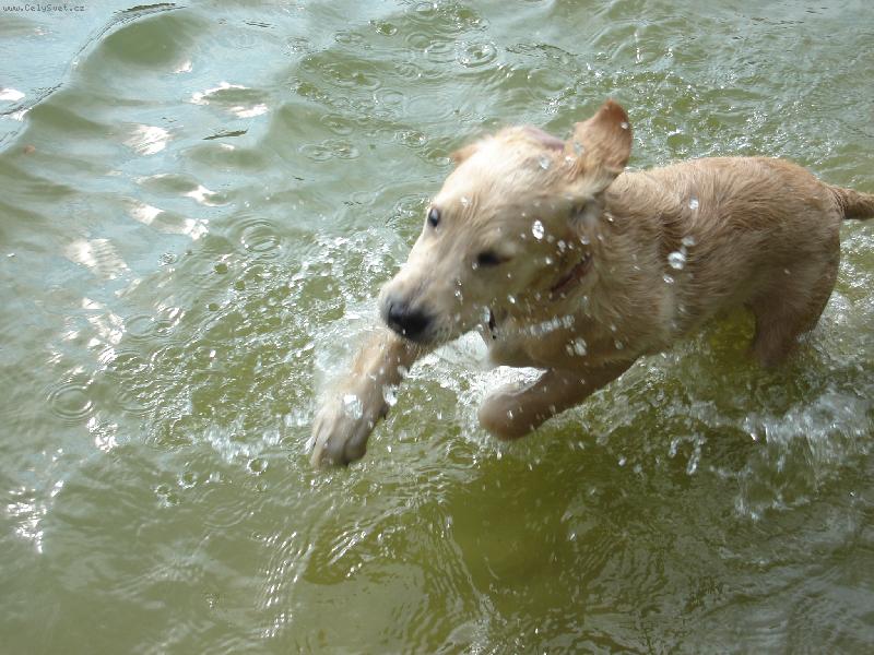 Foto: Miluju dov�d�n� ve vod�!