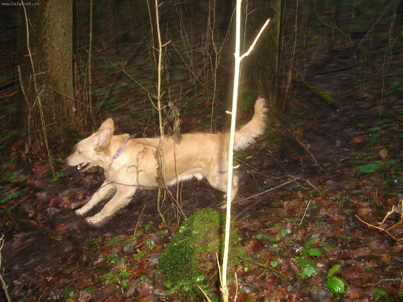 Foto: A� �ijou pot��ky a kalu�e