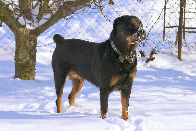 Foto: Rotvajlerka Queen (sly�� i na jm�no Fredy)