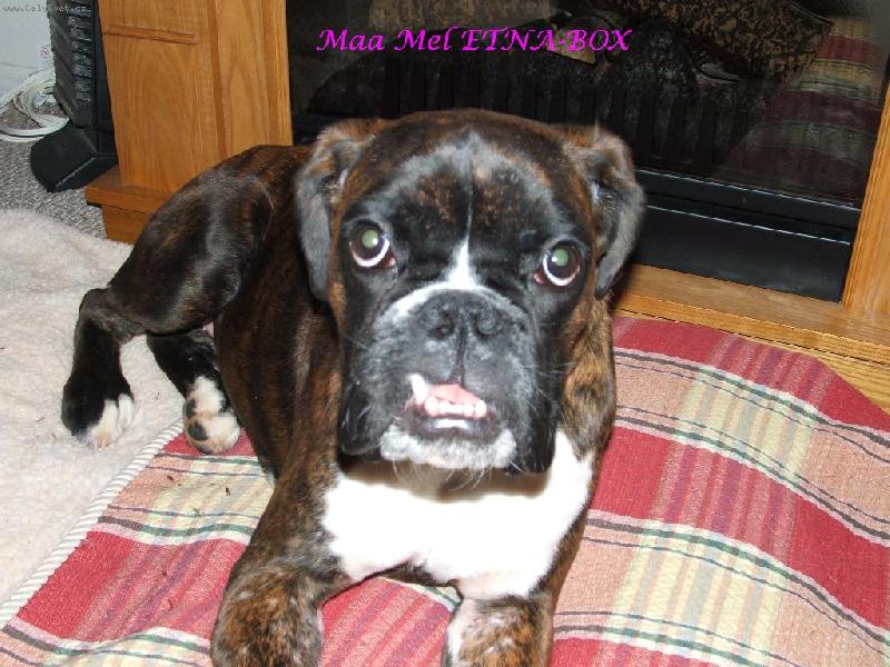 Foto: M�ma n�co taj�!-Tvrd�, �e jsem �istokrevn�, ale j� m�m podez�en�, �e tat�k byl buldok od vedle...