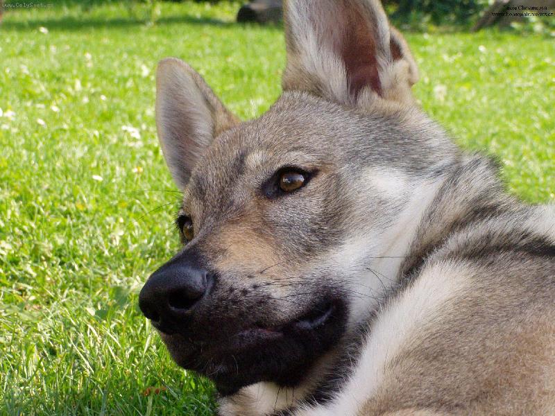 Foto: Baron z Hvozdeck� kotliny