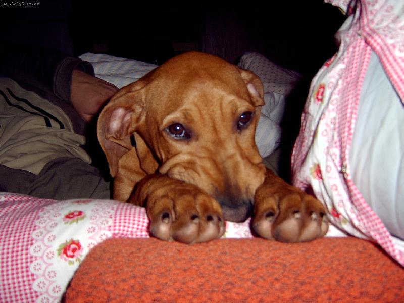 Foto: Bad�k �erstv� po probuzen� :o)