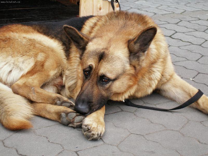 Foto: �EK�M NA P�NA-ASI SE UNUD�M K SMRTI !