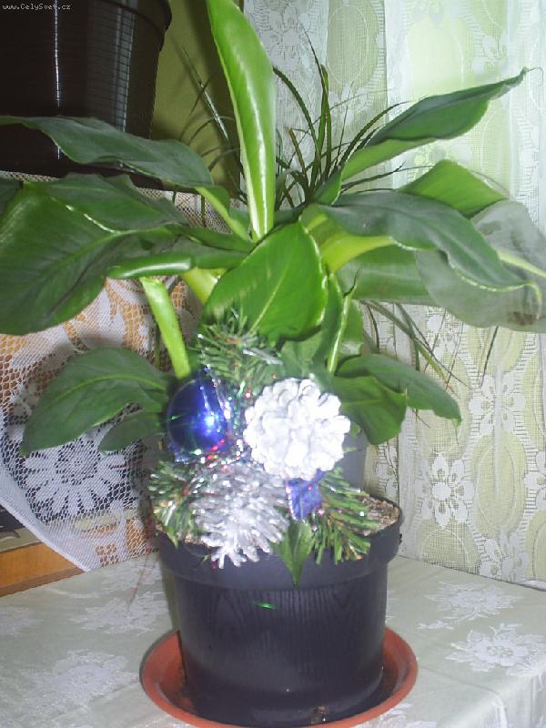 Foto: Ban�novn�k-V�no�n� dekorace...