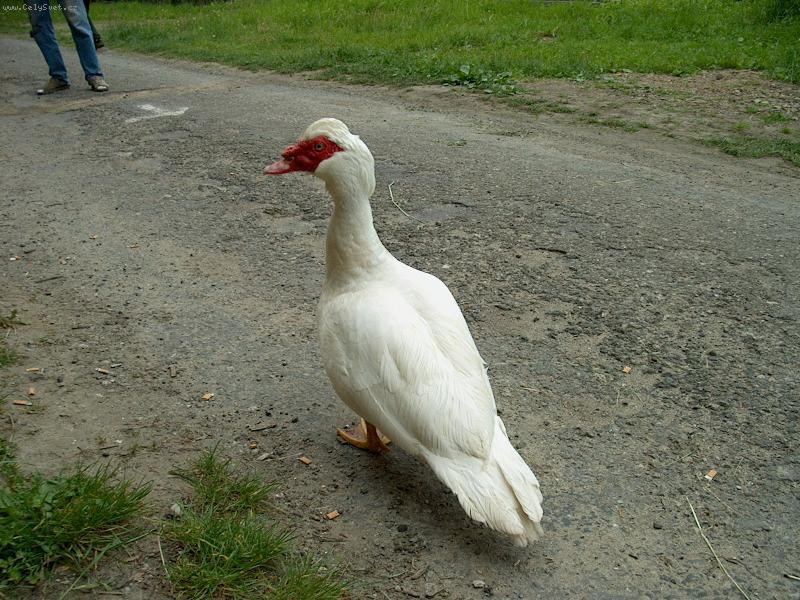 Foto: Donald-No co??jen si tak vykra�uju