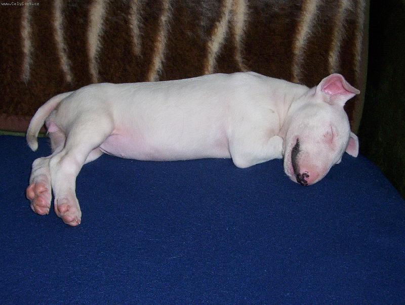 Foto: Qveena-to se kr�sn� spink�...