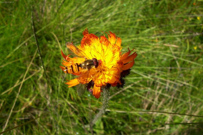 Foto: Jest��bn�k