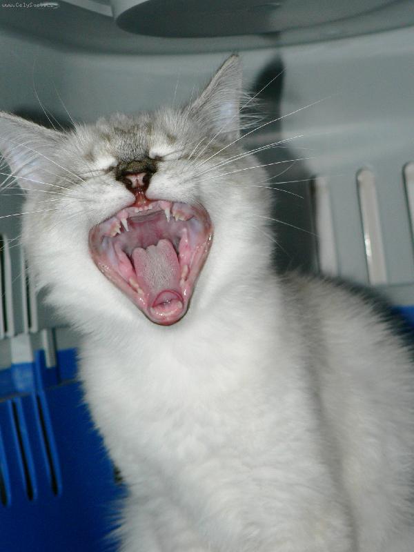 Foto: Zoubky jsem si p�ed span�m vy�istil :o)