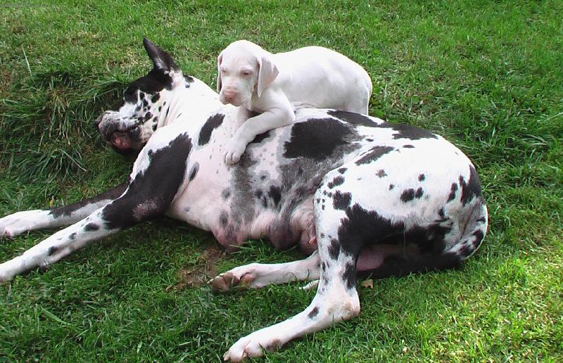 Foto: N�meck� doga-...uf,uf....