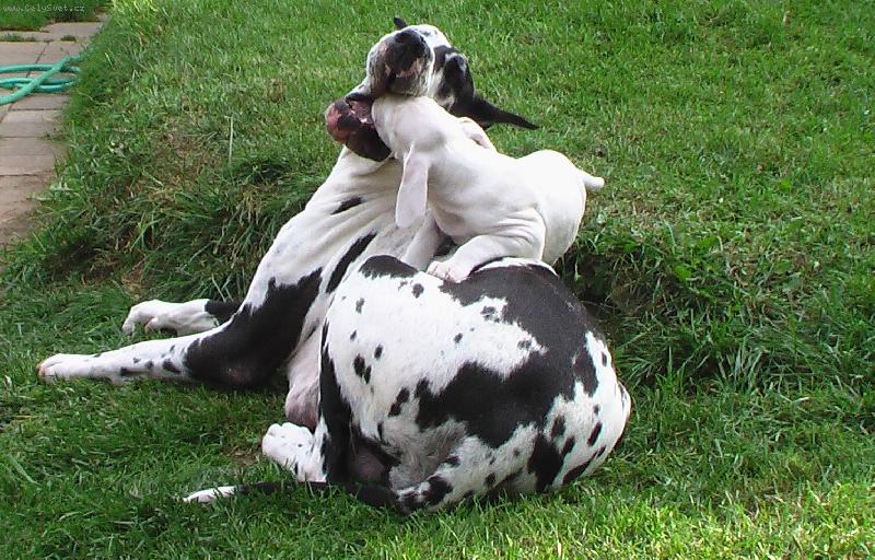 Foto: N�meck� doga-zase mi nic nezbylo ?!