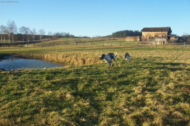 Foto: Ps� z�vody-Gladis a Anubis