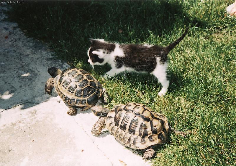 Foto: Emil, Frenky a Bub��ek