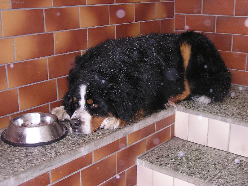 Foto: Zlod�j ko�i��ch granul�.-Sakra u� zas ty ko�ky byly rychlej��.